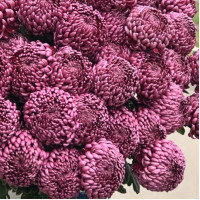 Хризантема Бигуди, 45 шт