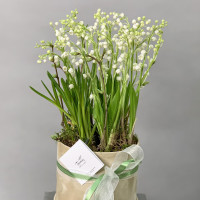 Ландыши с мускари в коробке (круглогодично)
