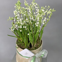 Ландыши с мускари в коробке (круглогодично)