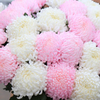 Букет ХРИЗАНТЕМЫ МИКС, 25 шт.