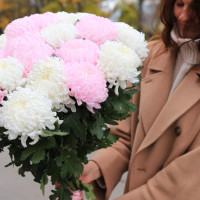 Букет ХРИЗАНТЕМЫ МИКС, 25 шт.