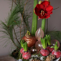 Композиция КРАСНЫЙ АМАРИЛЛИС с луковицами первоцветов