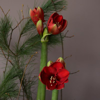 Композиция КРАСНЫЙ АМАРИЛЛИС с луковицами первоцветов