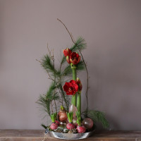 Композиция КРАСНЫЙ АМАРИЛЛИС с луковицами первоцветов