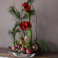 Композиция КРАСНЫЙ АМАРИЛЛИС с луковицами первоцветов