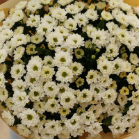 Букет * КУСТОВЫЕ ХРИЗАНТЕМЫ * 25 шт