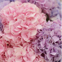 Букет ВОЗДУШНОЕ ОБЛАКО, 11 гортензий