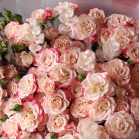 Монобукет с розовыми кустовыми розами, 17 шт