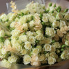 Монобукет с молочными кустовыми розами, 29 шт