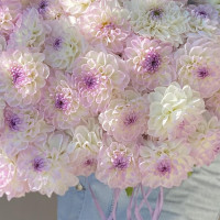 Монобукет ГЕОРГИНЫ ЛАВАНДА-ШАМПАНЬ, 49 шт.