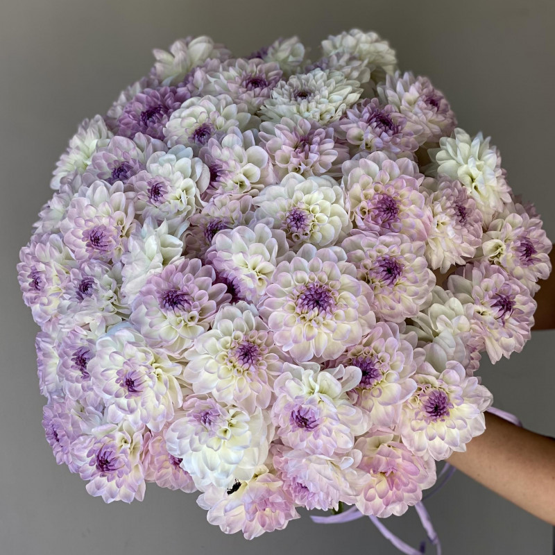 Монобукет ГЕОРГИНЫ ЛАВАНДА-ШАМПАНЬ, 49 шт.