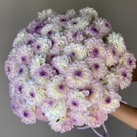 Монобукет ГЕОРГИНЫ ЛАВАНДА-ШАМПАНЬ, 49 шт.