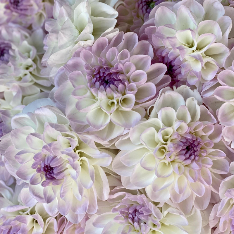 Монобукет ГЕОРГИНЫ ЛАВАНДА-ШАМПАНЬ, 49 шт.