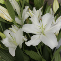 Букет НИЧЕГО ЛИШНЕГО, 7 веток