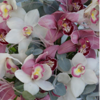 Композиция АМИНА