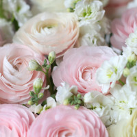 Коробка цветов из Ранункулюсов и матиолы *