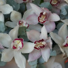 Корзина с орхидеями, M