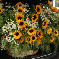 Корзина ВЕЛИКОЛЕПИЕ СОЛНЦА