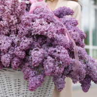 Большой букет *СИРЕНИ в корзине*