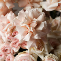 Коробка французских роз Крем, 70 см *