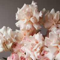 Коробка французских роз Крем, 70 см *