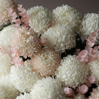 Огромная * коробка зефирных хризантем* 55 шт.