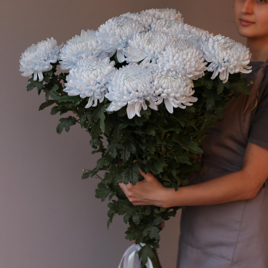 Букет ХРИЗАНТЕМЫ ГОЛУБЫЕ, 15 шт. с лентой