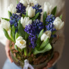 Букет в стекле тюльпаны+гиацинты (цвета в асс)