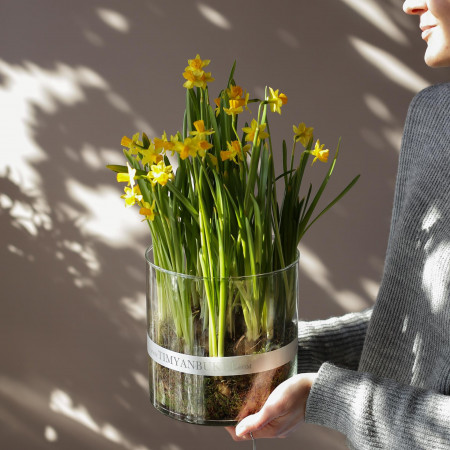 Весенний садик в стеклянном цилиндре НАРЦИССЫ