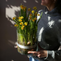 Весенний садик в стеклянном цилиндре НАРЦИССЫ