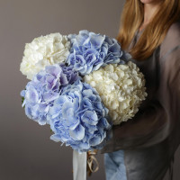 Монобукет ГОРТЕНЗИЯ ГОЛЛАНДИЯ, 5 шт