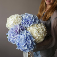 Монобукет ГОРТЕНЗИЯ ГОЛЛАНДИЯ, 5 шт
