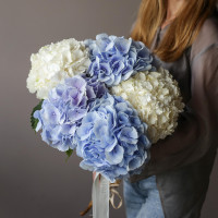 Монобукет ГОРТЕНЗИЯ ГОЛЛАНДИЯ, 5 шт