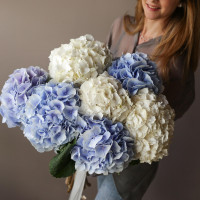 Монобукет ГОРТЕНЗИЯ ГОЛЛАНДИЯ, 7 шт