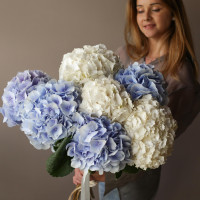 Монобукет ГОРТЕНЗИЯ ГОЛЛАНДИЯ, 7 шт