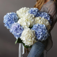 Монобукет ГОРТЕНЗИЯ ГОЛЛАНДИЯ, 9 шт