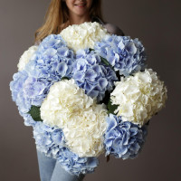 Монобукет ГОРТЕНЗИЯ ГОЛЛАНДИЯ, 15 шт