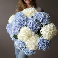 Монобукет ГОРТЕНЗИЯ ГОЛЛАНДИЯ, 15 шт