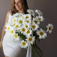 Монобукет РОМАШКИ, 25 шт