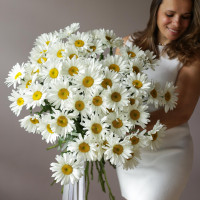 Монобукет РОМАШКИ, 51 шт