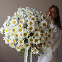 Монобукет РОМАШКИ, 101 шт