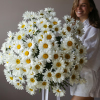 Монобукет РОМАШКИ, 101 шт