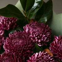 Букет винных хризантем с декоративной зеленью ВИНО ВЕРДЕ
