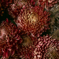 Букет винных хризантем ИН ВИНО ВЕРИТАС