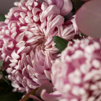 Букет розовых хризантем КУДРИ