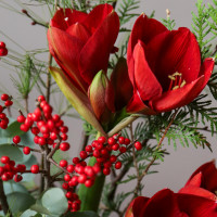 Рождественский * букет в вазоне с красными амариллисами, хвои и илексом *