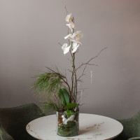 Белая орхидея с хвоей в стеклянном цилиндре