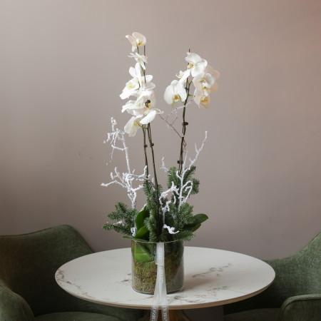 Белые орхидеи с хвоей в стеклянном цилиндре