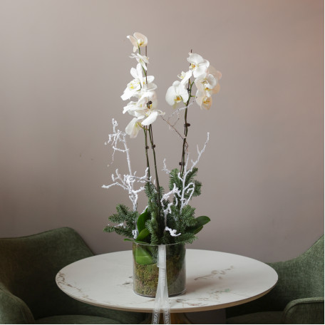 Белые орхидеи с хвоей в стеклянном цилиндре