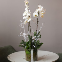 Белые орхидеи с хвоей в стеклянном цилиндре